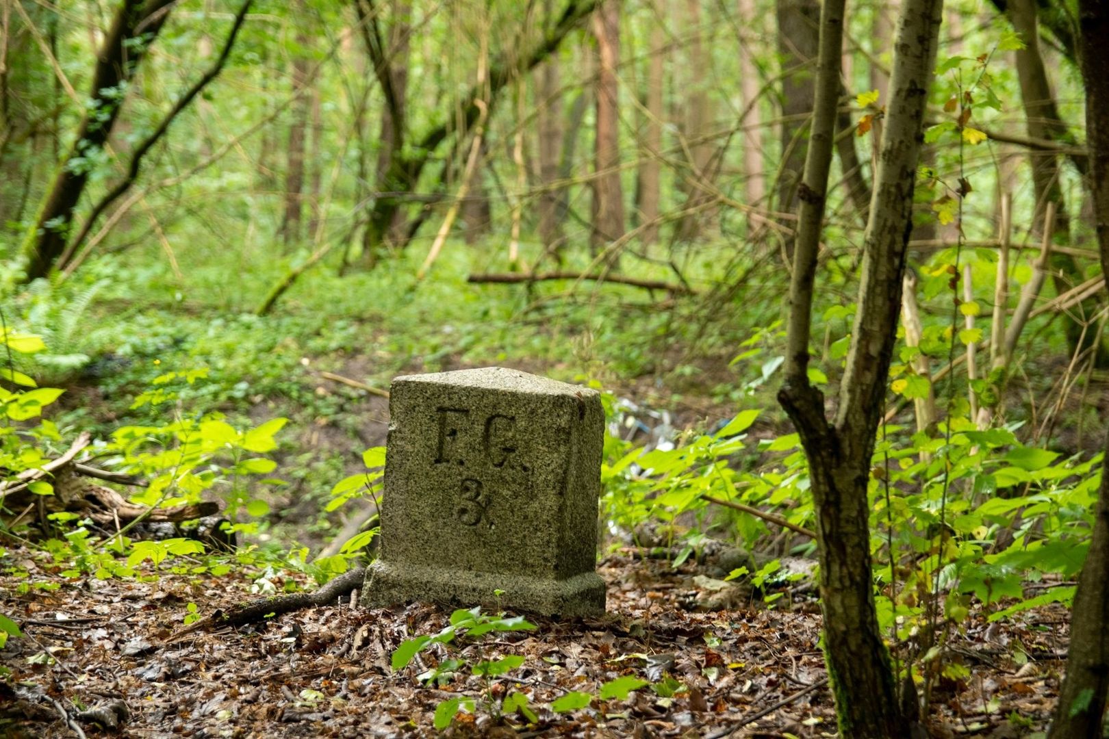 Grå fastighetsmarkering med siffror i en lummig skog